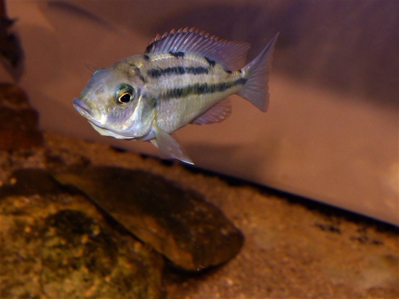 Protomelas taeniolatus 'Senga Point'